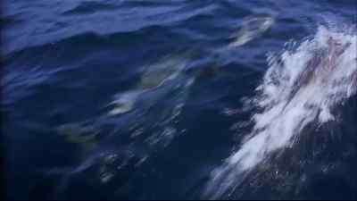 But the dolphins, - Flipper