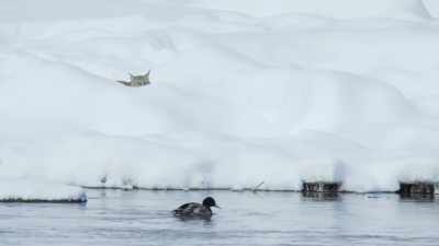 But the duck passes - Epic Yellowstone