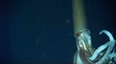 But the estimated size
of the squid - Mysteries of the Deep
