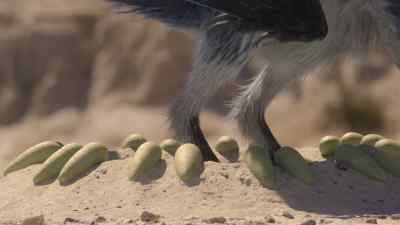 But the fathers use their broad tail
and forearm feathers - Prehistoric Planet