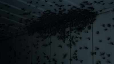 But the flies
were just the beginning. - The Haunted Museum