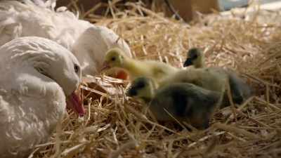 But when the goslings hatch,
and especially just before - Cosmos: Possible Worlds