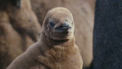 But the great migration won't arrive
for another few months. - A Year on Planet Earth
