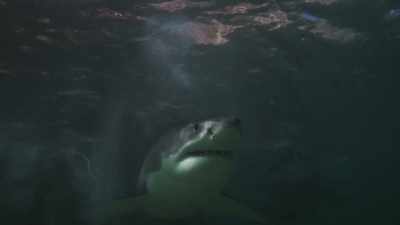 But as the great whites
move in for the kill... - Planet Earth III