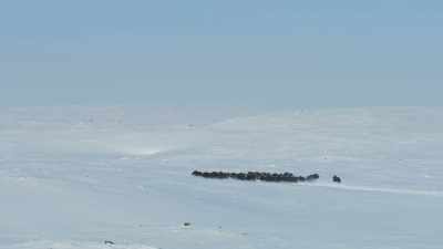But the herd is now far away... - Frozen Planet II
