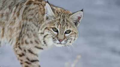 But the hungry cat
must try his luck here, - Epic Yellowstone