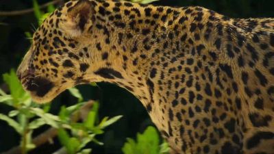 But the jaguar won't stop hunting. - Big Beasts