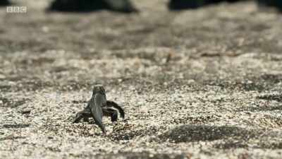 ..but the journey
will be a dangerous one. - Planet Earth: A Celebration