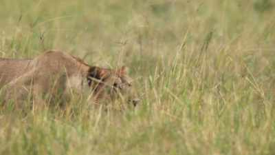 But the key to a successful ambush - Dynasties