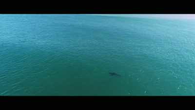 But for the lack
of a better phrase, - Envoy: Shark Cull
