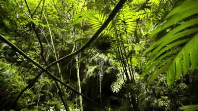 But the LiDAR is also revealing
some very different features. - Lost Treasures of the Maya