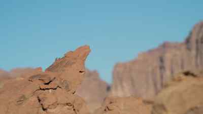 But for the lizard,
they might bring an opportunity. - Prehistoric Planet