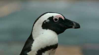 But the loner leaves them a clear message. - Penguin Town