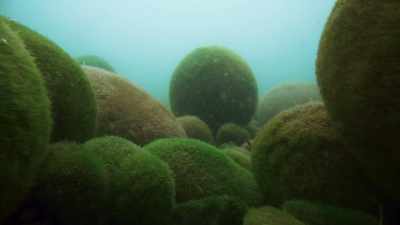 But the Marimos are not
entirely immobile. - The Green Planet