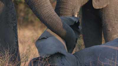 But when the matriarch dies, - In the Footsteps of Elephant