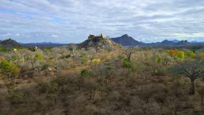 But the Miombo bounces back. - Our Planet