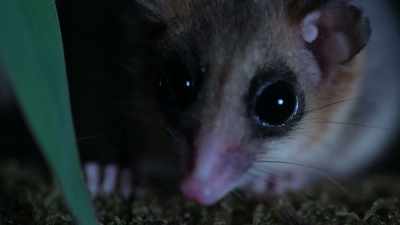 But the monito isn't a monkey.
He's a marsupial. - Our Great National Parks