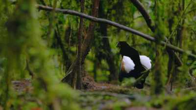 But even the most serious dancer
can tire of practicing. - Dancing with the Birds