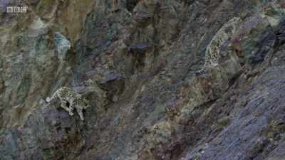 But the mother is now driven
by an urge that she cannot control. - Planet Earth: A Celebration