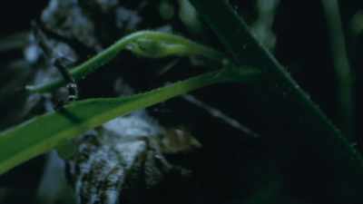But the moths also
lay their eggs on them. - The Green Planet