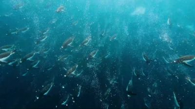 But the natural world is resilient. - Our Planet