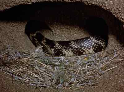 But the nursery's empty.
Where's the missing baby? - The Living Desert