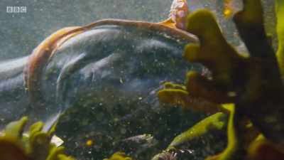 But the octopus is
far from finished. - Planet Earth: A Celebration