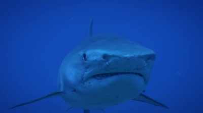 But the odds of a shark
accidentally attacking - Shark Attack Files