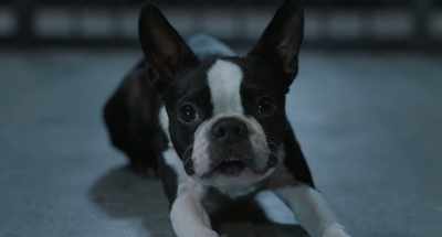But the one trick she never
wanted me to learn was: stay. - Strays