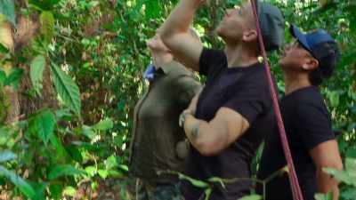 But the orangutans
have other ideas. - The Secret Lives of Animals