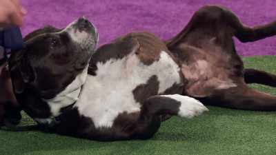 But the other judges
need to see her, - 2022 American Rescue Dog Show
