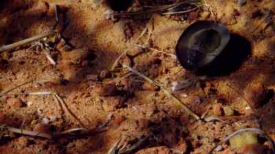 But the pie dish beetle's armour - Micro Monsters with David Attenborough