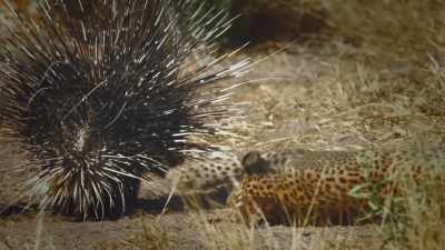 But the porcupines up their game - The Secret Lives of Animals