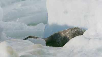 But the pup isn't strong enough - Frozen Planet II