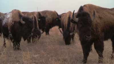 But the rest exist
in private herds, - The American Buffalo