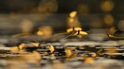 But when the rivers are clean,
wildlife is quick to return. - Our Planet