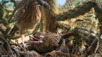But the roadrunner's chicks will fledge soon... - Tiny World