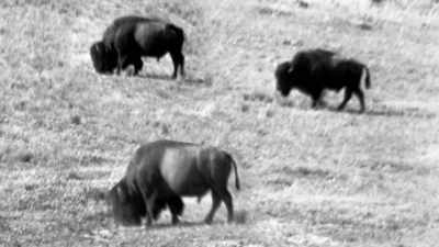 But to the Salish, Kootenai, - The American Buffalo