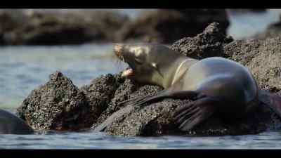 But for the sea lions, - Our Oceans