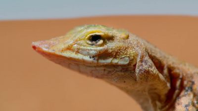 But the shovel-snouted lizard, as ever, is one step ahead... - Tiny World
