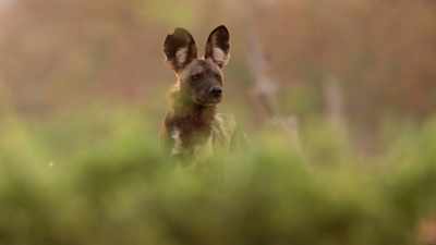 But the size and strength of the pack
might enable her to catch - Dynasties