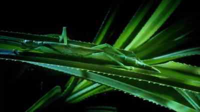 But the stick insect
doesn't even try to escape. - Micro Monsters with David Attenborough