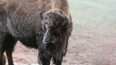 But the superintendent
reported that poachers - The American Buffalo