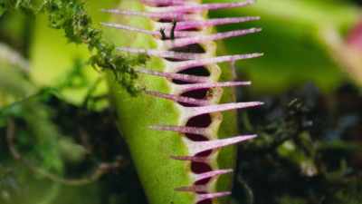 But the technique is more complex
than it might seem. - The Green Planet
