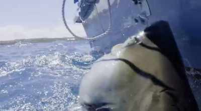But the thing is we don't have really
any properly established evidence - Shark Attack Files