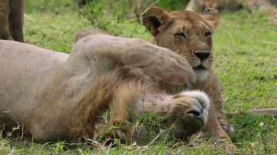 But for the time being, - Dynasties
