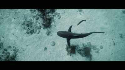 But the very next year, I
came back to that same spot, - Envoy: Shark Cull