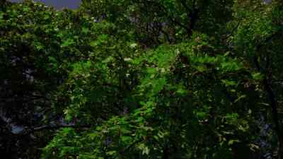But as the winter
approaches the aphids - Micro Monsters with David Attenborough