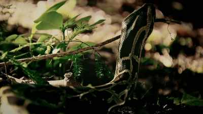 BUT THE WORLD'S LONGEST SNAKE,
THE RETICULATED PYTHON, - Expedition Mungo