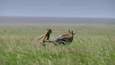 But the zebra is too strong. - Predators
